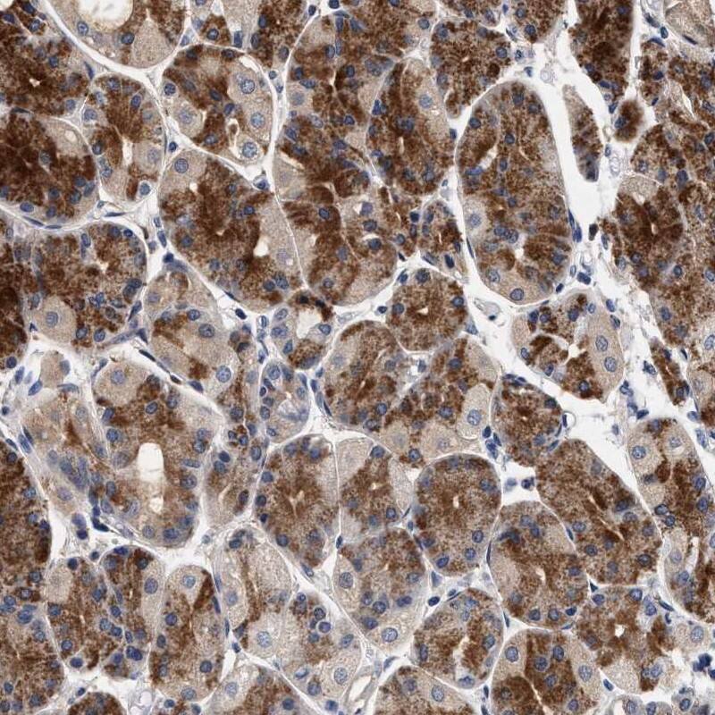 Staining of human stomach shows strong cytoplasmic positivity in glandular cells.