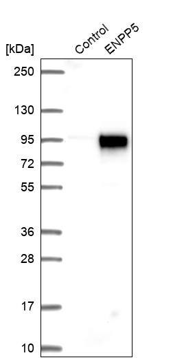 Western Blot ENPP-5 Antibody - BSA Free