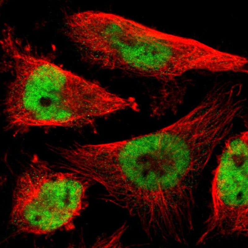 Staining of human cell line U-251 MG shows localization to nucleoplasm.