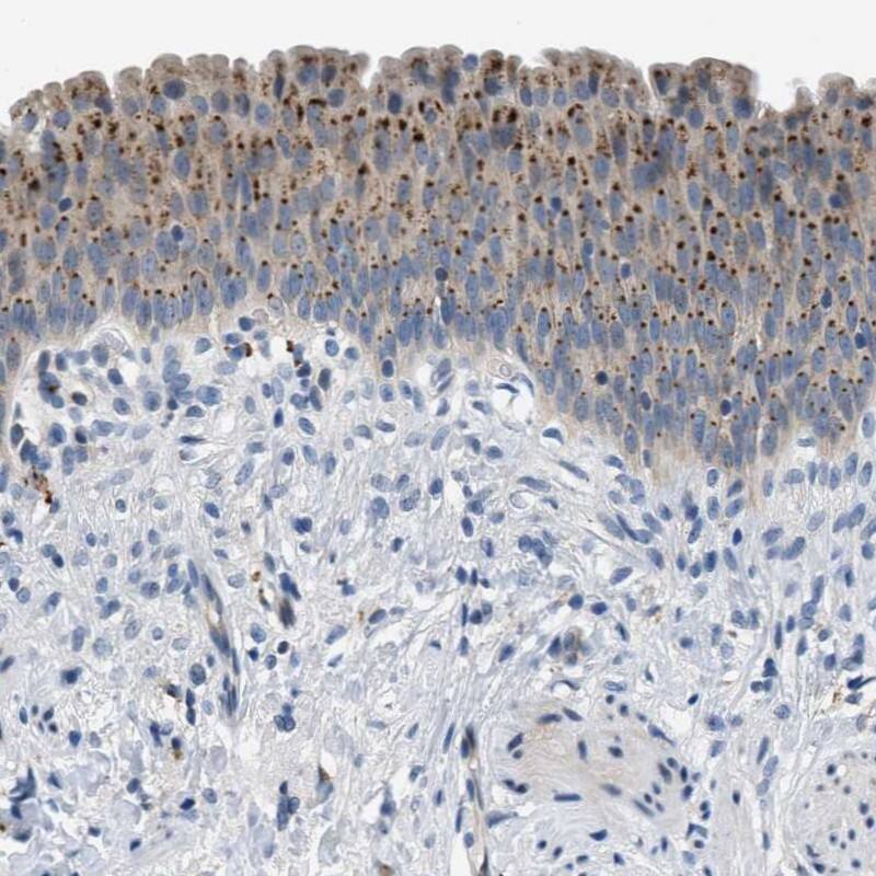 Immunohistochemistry-Paraffin EMR3 Antibody - BSA Free