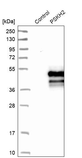 Analysis in control (vector only transfected HEK293T lysate) and PSKH2 over-expression lysate (Co-expressed with a C-terminal myc-DDK tag (~3.1 kDa) in mammalian HEK293T cells).