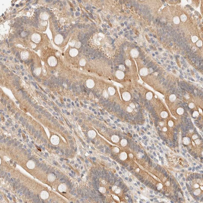 Staining of human duodenum shows weak cytoplasmic positivity in glandular cells.