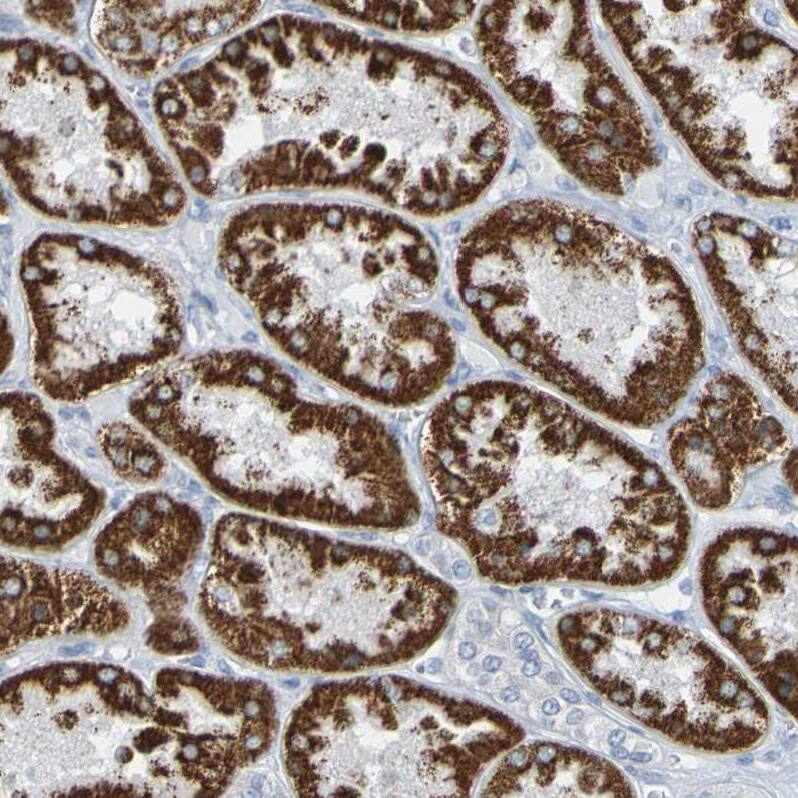 Staining of human kidney shows strong cytoplasmic positivity in cells in tubules.