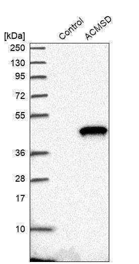 Analysis in control (vector only transfected HEK293T lysate) and ACMSD over-expression lysate (Co-expressed with a C-terminal myc-DDK tag (~3.1 kDa) in mammalian HEK293T cells).