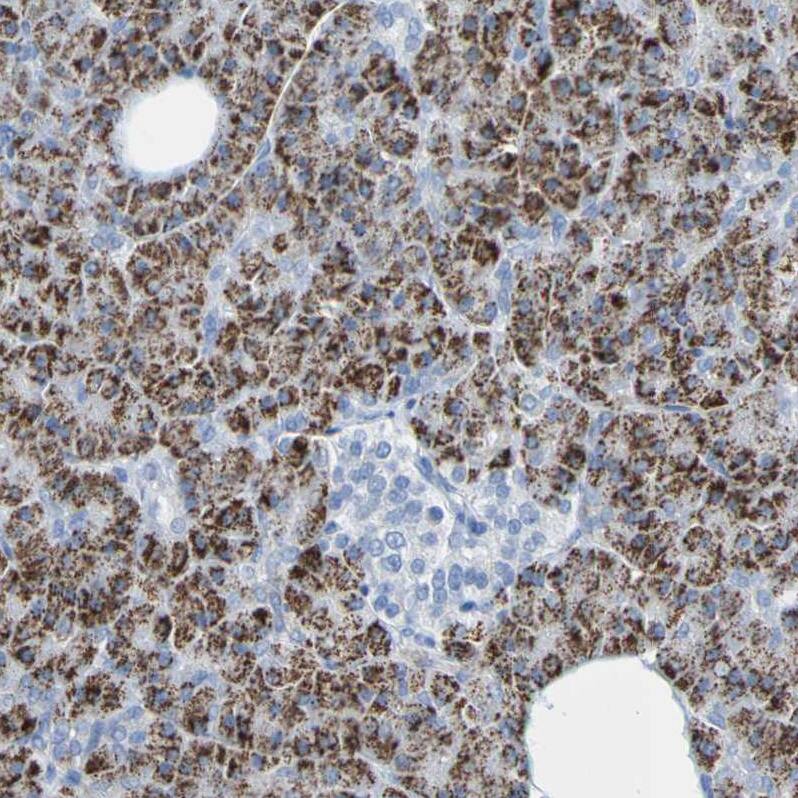 Staining of human pancreas shows strong cytoplasmic positivity in exocrine glandular cells.