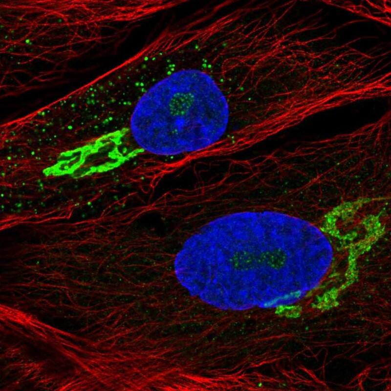 Staining of human cell line BJ shows localization to nucleoli, the Golgi apparatus & vesicles.