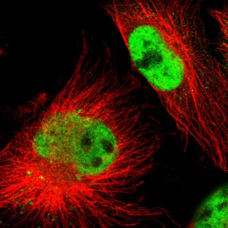 Immunocytochemistry/ Immunofluorescence KHDC4 Antibody - BSA Free