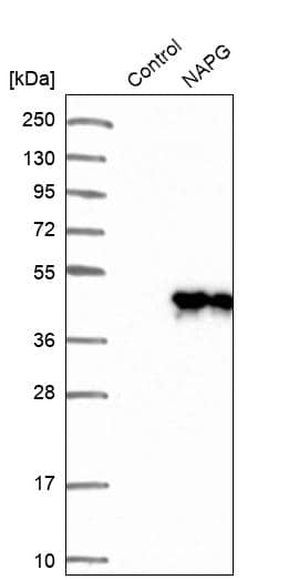 Analysis in control (vector only transfected HEK293T lysate) and NAPG over-expression lysate (Co-expressed with a C-terminal myc-DDK tag (~3.1 kDa) in mammalian HEK293T cells).