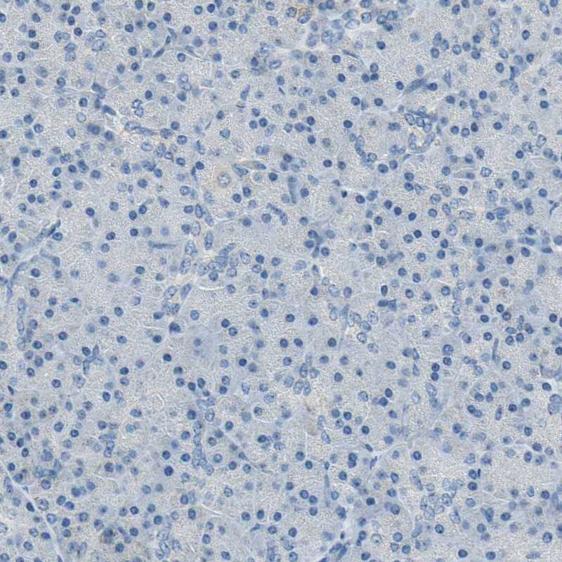 Staining of human pancreas shows no cytoplasmic positivity in exocrine glandular cells as expected.
