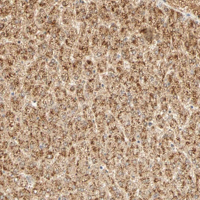 Immunohistochemistry-Paraffin GNRH2 Antibody - BSA Free