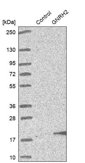 Western Blot GNRH2 Antibody - BSA Free