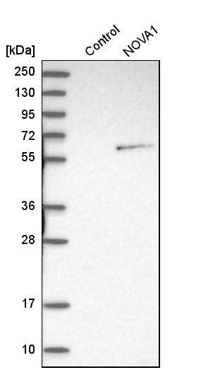 Analysis in control (vector only transfected HEK293T lysate) and NOVA1 over-expression lysate (Co-expressed with a C-terminal myc-DDK tag (~3.1 kDa) in mammalian HEK293T cells).