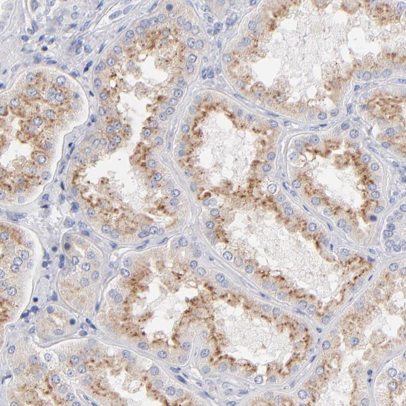Immunohistochemistry-Paraffin Factor XII Antibody - BSA Free