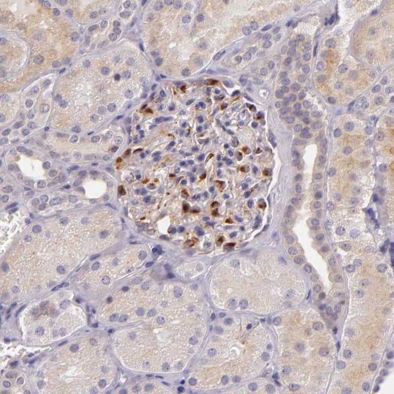 Staining of human kidney shows strong cytoplasmic positivity in cells in glomeruli.