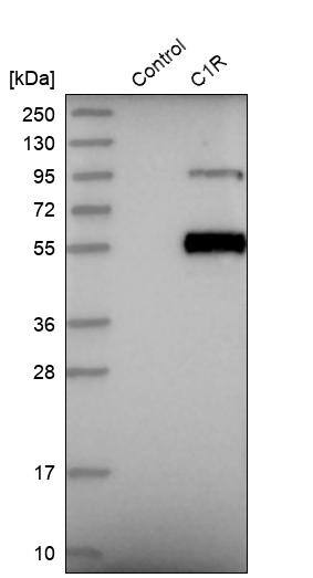 Analysis in control (vector only transfected HEK293T lysate) and C1R over-expression lysate (Co-expressed with a C-terminal myc-DDK tag (~3.1 kDa) in mammalian HEK293T cells).