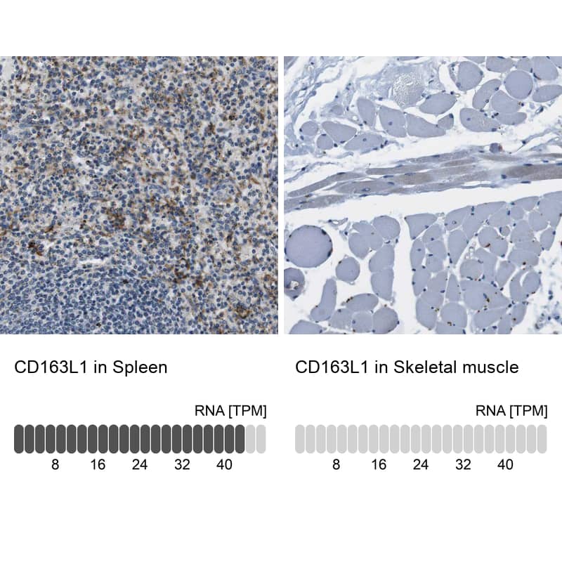 <b>Orthogonal Strategies Validation. </b>Analysis in human spleen and skeletal muscle tissues Corresponding CD163L1 RNA-seq data are presented for the same tissues.