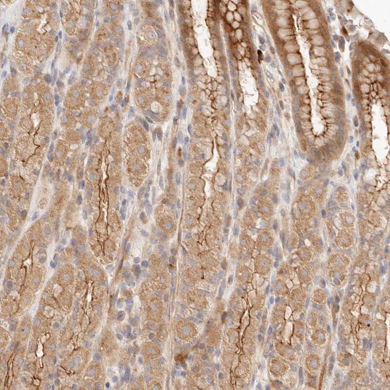 Staining of human stomach shows moderate positivity in apical membrane in glandular cells.