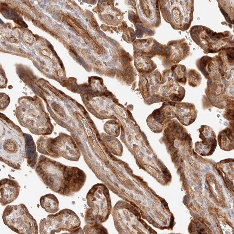 Staining of human placenta shows strong cytoplasmic positivity in trophoblastic cells.