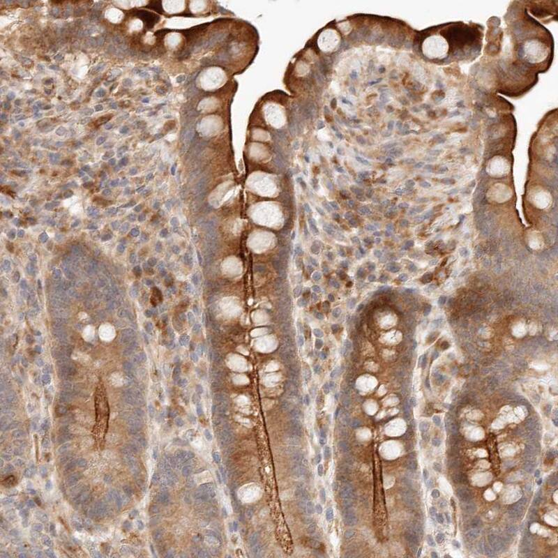 Staining of human colon shows strong positivity in apical membrane and moderate cytoplasmic staining in glandular cells.
