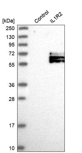 Analysis in control (vector only transfected HEK293T lysate) and IL1R2 over-expression lysate (Co-expressed with a C-terminal myc-DDK tag (~3.1 kDa) in mammalian HEK293T cells).