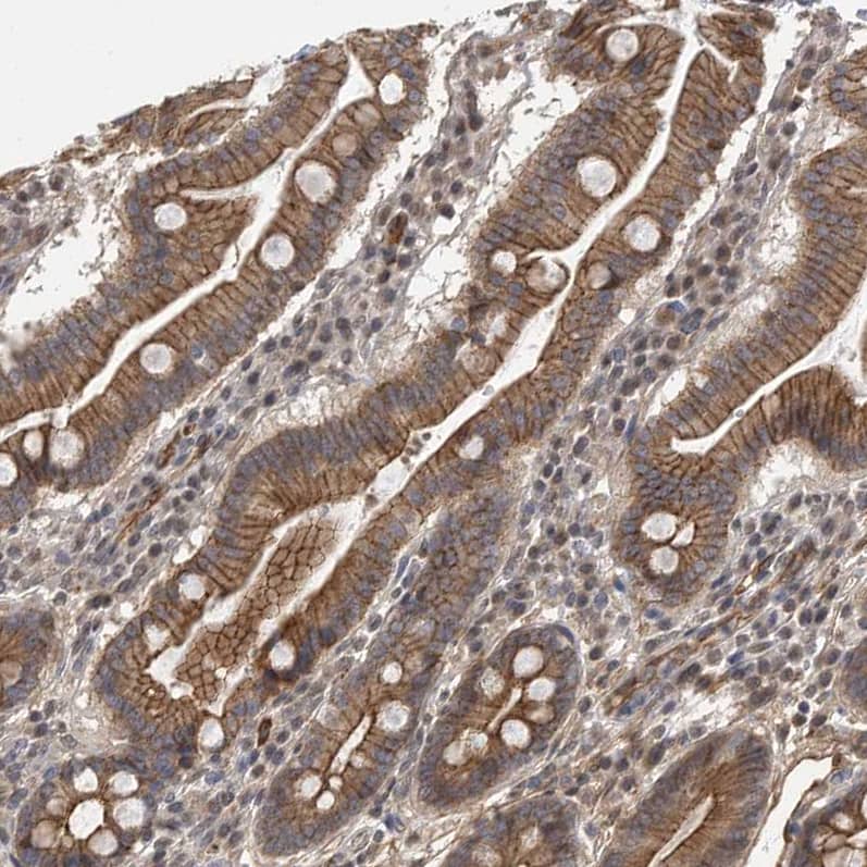 Staining of human duodenum shows strong membranous positivity in glandular cells.