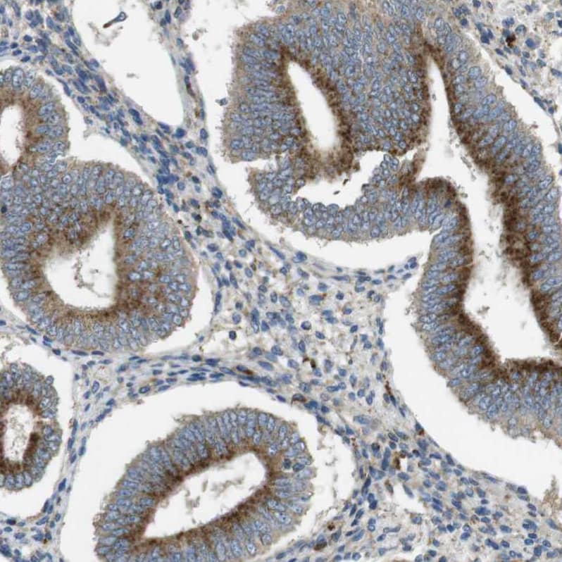 Staining of human endometrium shows strong granular cytoplasmic positivity in glandular cells.
