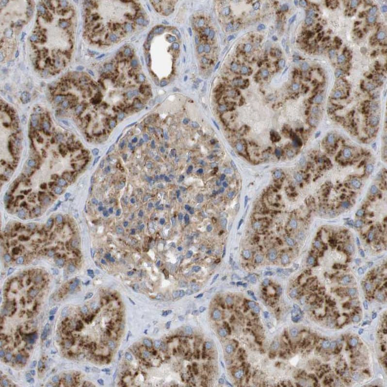 Staining of human kidney shows strong granular cytoplasmic positivity in cells in tubules.