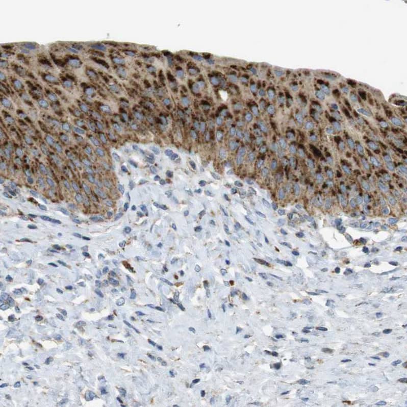 Staining of human urinary bladder shows strong granular cytoplasmic positivity in urothelial cells.
