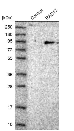 Analysis in control (vector only transfected HEK293T lysate) and RAD17 over-expression lysate (Co-expressed with a C-terminal myc-DDK tag (~3.1 kDa) in mammalian HEK293T cells).