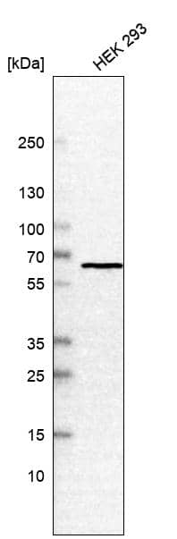 Western Blot CCT3 Antibody - BSA Free