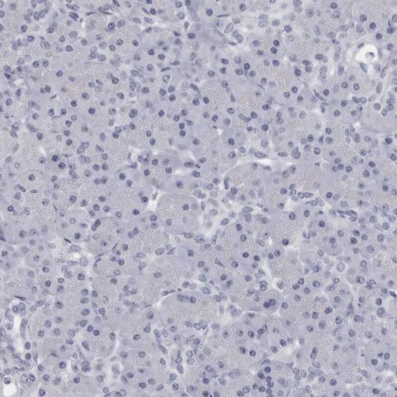 Immunohistochemistry-Paraffin Granzyme H Antibody - BSA Free