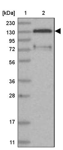 Western Blot FAM120B Antibody - BSA Free