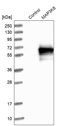 Analysis in control (vector only transfected HEK293T lysate) and MAP3K8 over-expression lysate (Co-expressed with a C-terminal myc-DDK tag (~3.1 kDa) in mammalian HEK293T cells).
