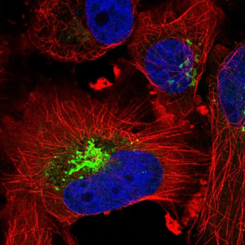 Staining of human cell line U-251 MG shows localization to the Golgi apparatus.