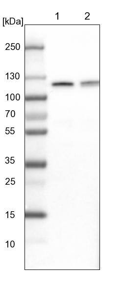 Lane 1: NIH-3T3 cell lysate (Mouse embryonic fibroblast cells)Lane 2: NBT-II cell lysate (Rat Wistar bladder tumour cells)
