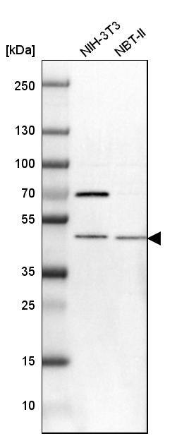Western Blot TRNT1 Antibody - BSA Free