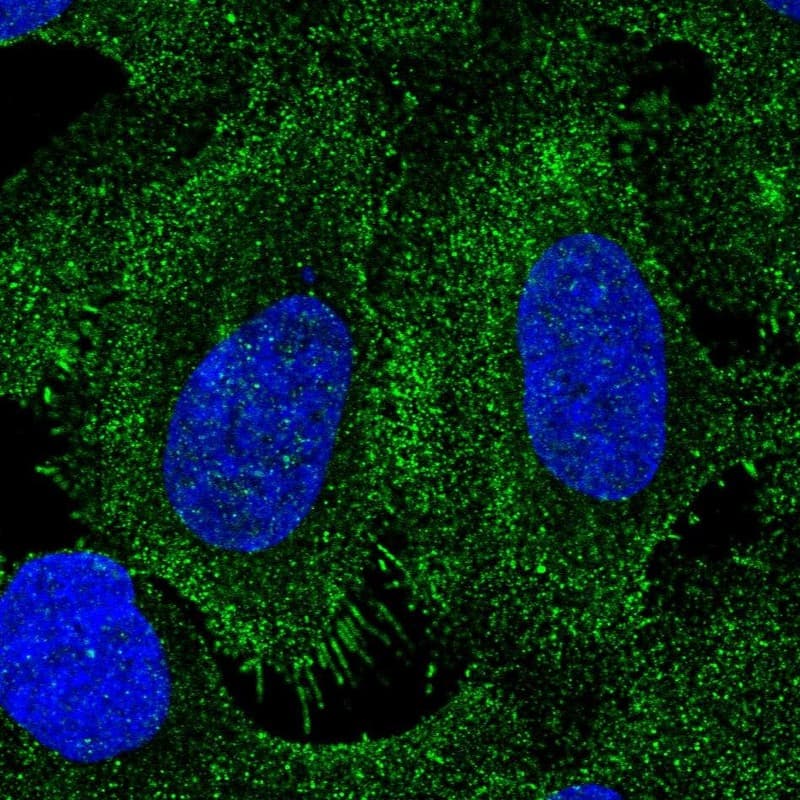 Staining of human cell line U-2 OS shows localization to plasma membrane.
