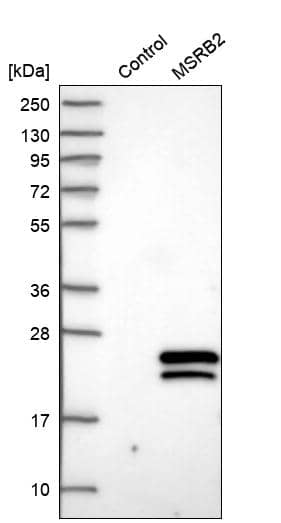 Analysis in control (vector only transfected HEK293T lysate) and MSRB2 over-expression lysate (Co-expressed with a C-terminal myc-DDK tag (~3.1 kDa) in mammalian HEK293T cells).