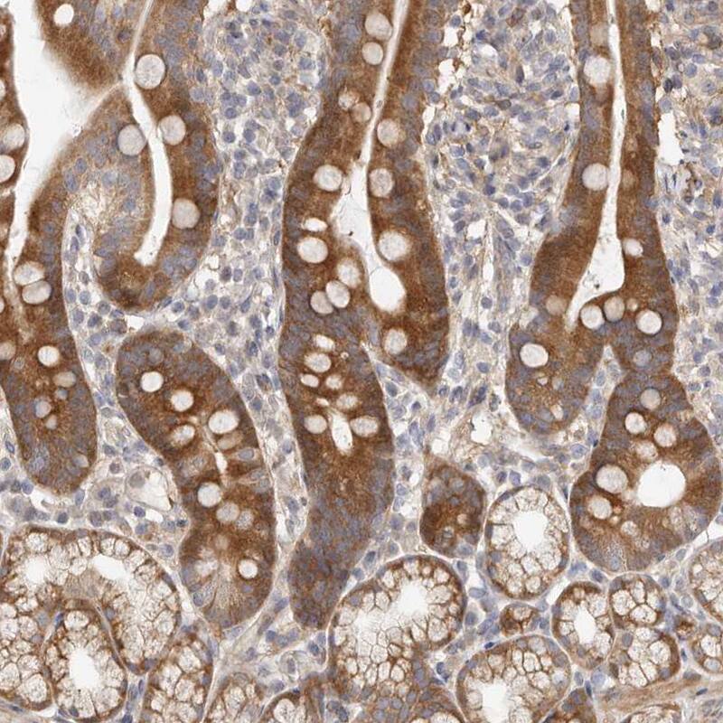 Staining of human duodenum shows strong cytoplasmic positivity in glandular cells.