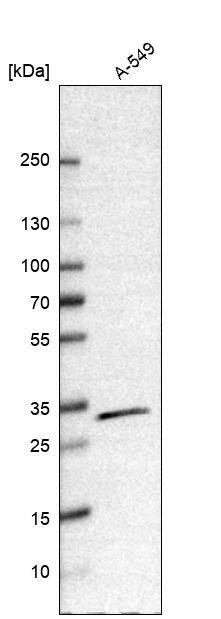 Western Blot CBR1 Antibody - BSA Free
