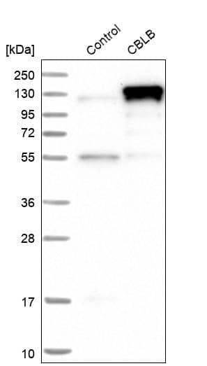 Western Blot CBLB Antibody - BSA Free