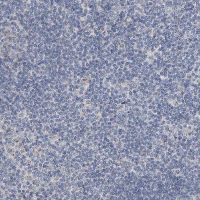 Immunohistochemistry-Paraffin MURC Antibody - BSA Free
