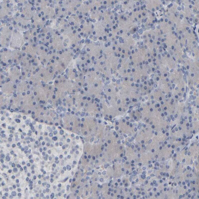 Immunohistochemistry-Paraffin MURC Antibody - BSA Free