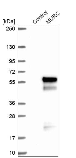 Analysis in control (vector only transfected HEK293T lysate) and MURC over-expression lysate (Co-expressed with a C-terminal myc-DDK tag (~3.1 kDa) in mammalian HEK293T cells).