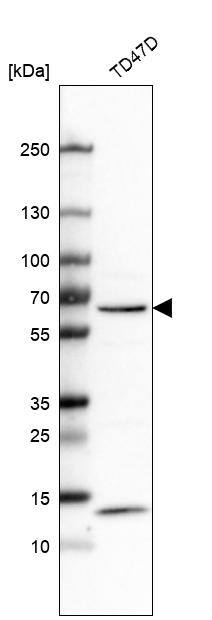 Analysis in human cell line TD47D.