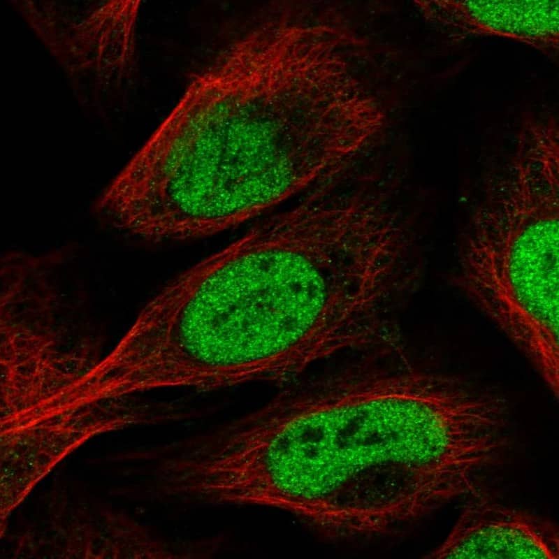 Staining of human cell line U-2 OS shows localization to nucleoplasm.