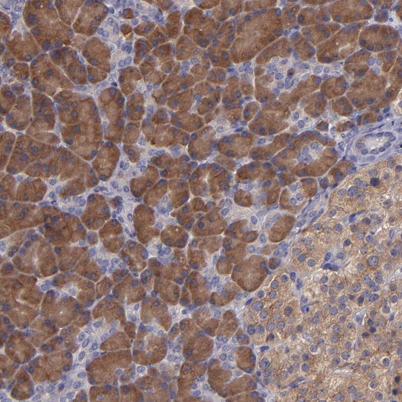 Staining of human pancreas shows strong cytoplasmic positivity in exocrine glandular cells.