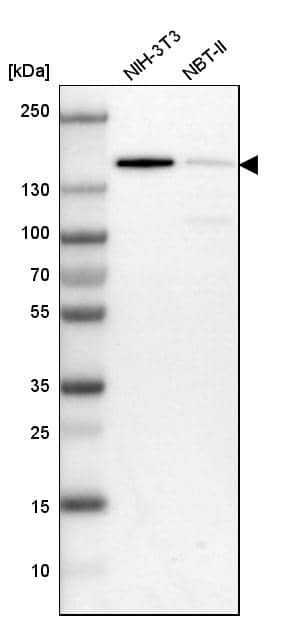 Analysis in mouse cell line NIH-3T3 and rat cell line NBT-II.