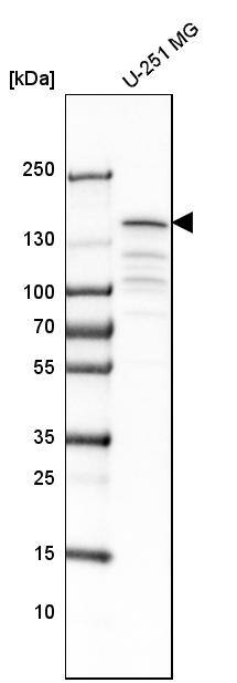 Analysis in human cell line U-251 MG.