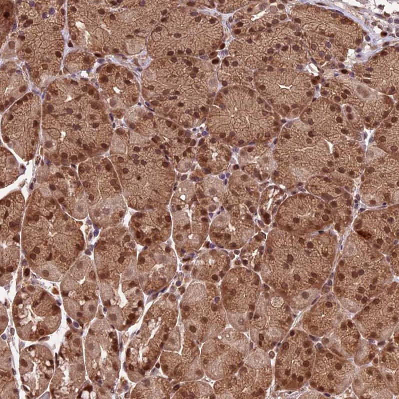 Staining of human stomach shows moderate nuclear positivity in glandular cells.